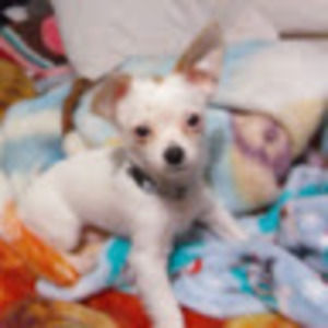 Meet your Posher, Sanaiyah